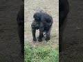 Flashpiggyback #gorilla #Saambili #Mbani
