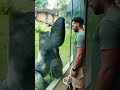 Intense Gorilla Staredown | Silverback’s Reaction Will Shock You #amazinganimals #silverbackgorilla