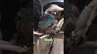 This mallard with crab legs is serious nightmare fuel. #Animatronics #CreepyAnimatronics @fastpassfacts