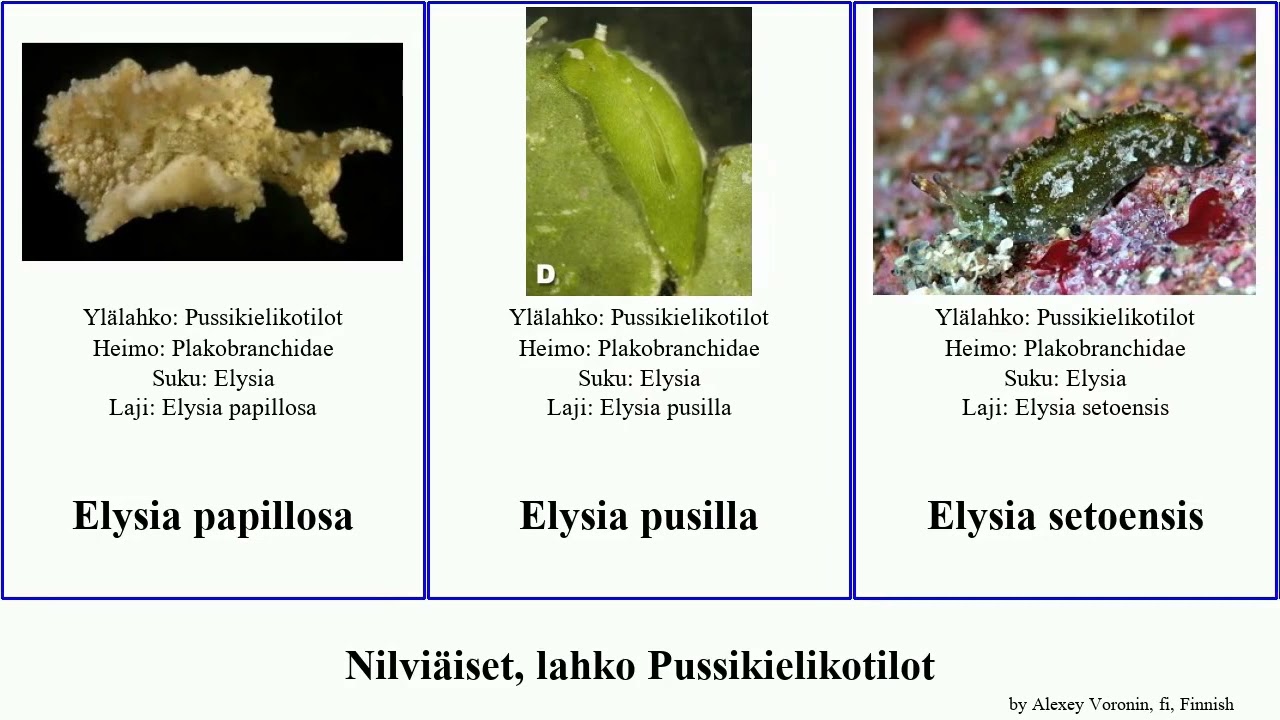 Nilviäiset, lahko Pussikielikotilot elysia mollusca tomentosa pusilla obtusa olivacea clarki