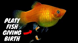 Golden #Platy Fish #Giving Birth to 93 Babies, Platy Fish #Breeding, Mango Platy Fish