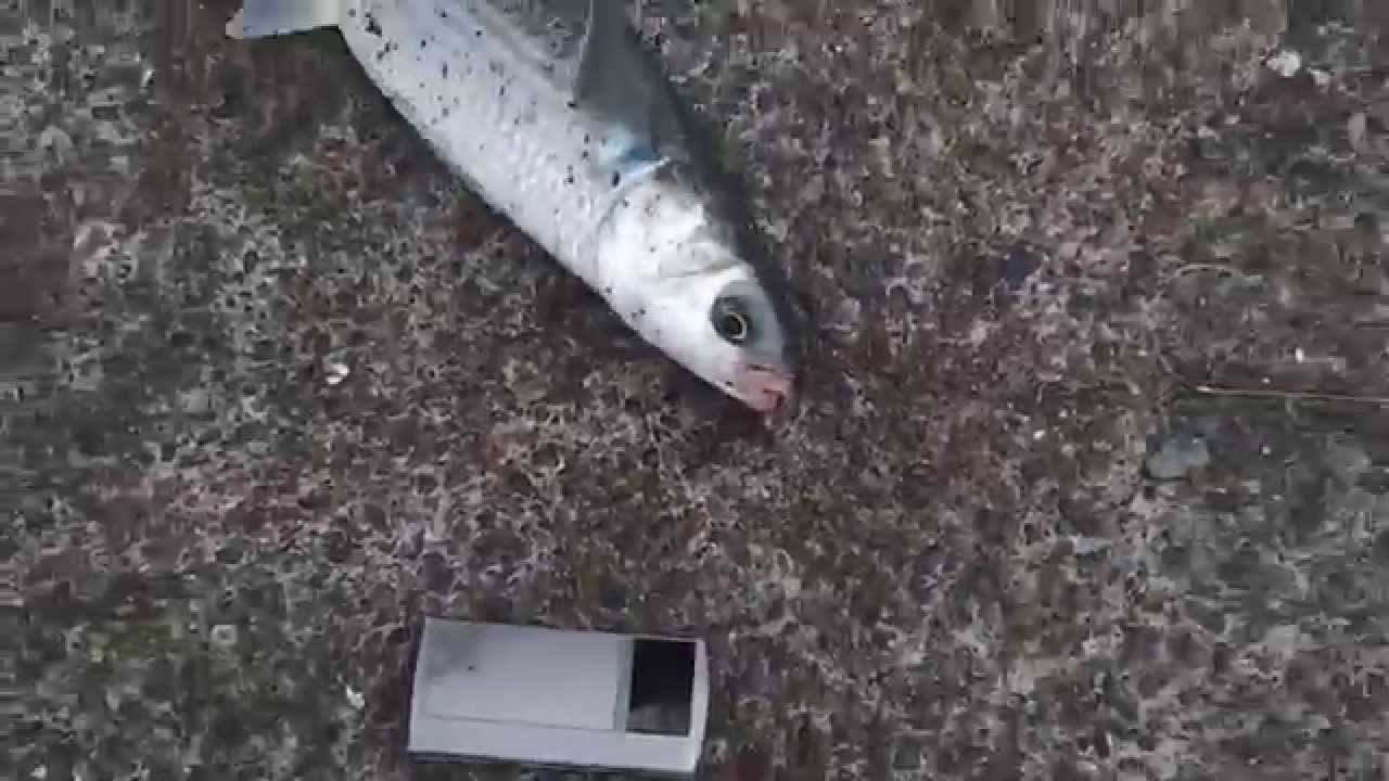video mancing ikan belanak