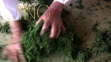 JING Tea - Hand-Rolling of Gyokuro