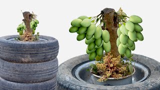 Unique technique : Grafting mango tree using pineapple and dragon fruit / How to grafting mango tree