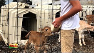 Virginia Farming: Homestead Creamery