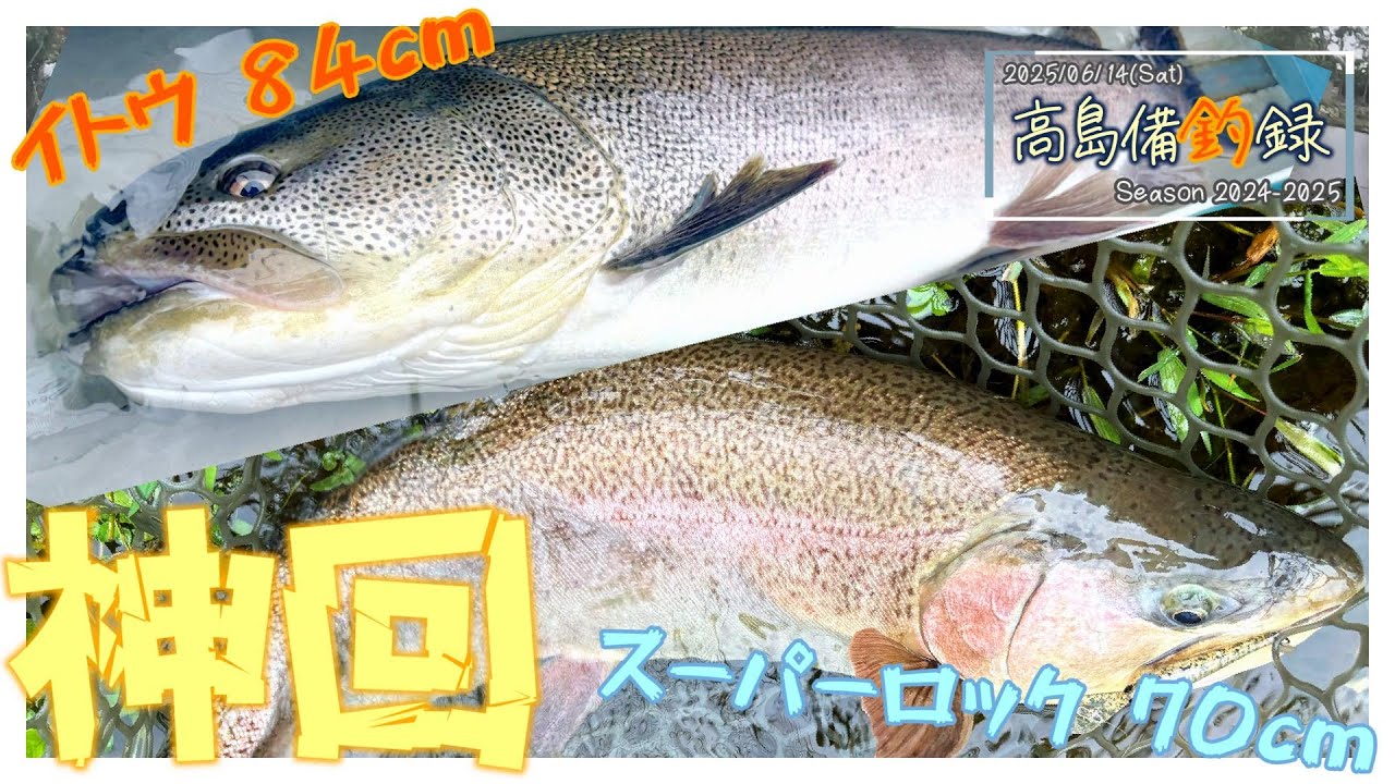 【神回】初夏の大物攻略 VS.イトウ&スーパーロック in 高島の泉 【エリアミノーイング】