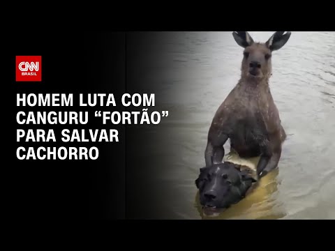 Homem luta com canguru “fortão” para salvar cachorro