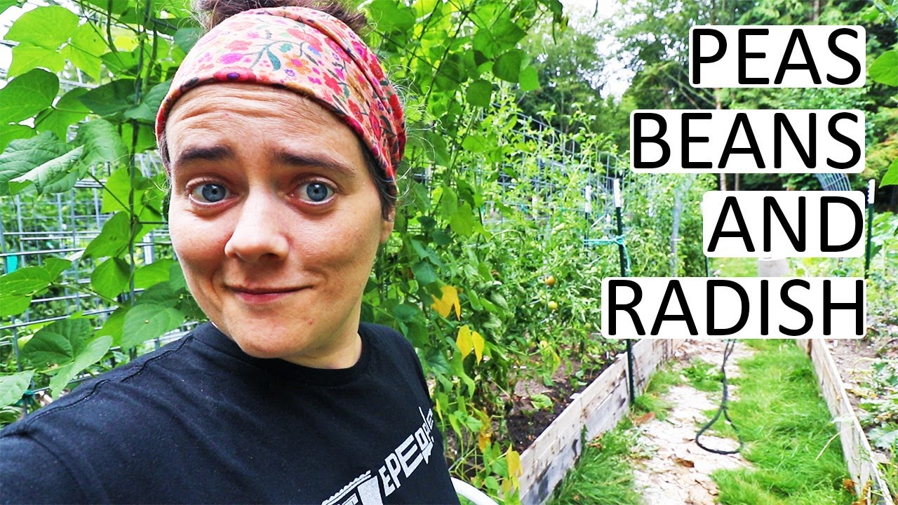 Transplanting The Fall Starts Peas, Beans and Radish I Getting Ready