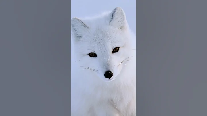 which animal can survive in coldest weather#animalfacts #viralshorts