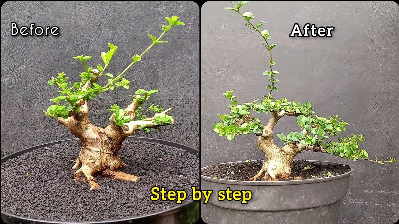Part.1, Step by step making a neked sancang bonsai 