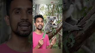 कोआला भालू नहीं हैं? 🐨❌ Shocking Koala Facts! #shorts