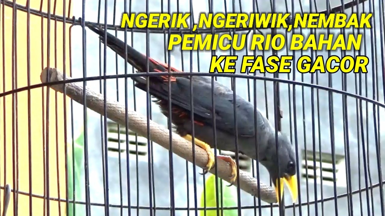 Jalak Rio Rio 🔴 Jalak rio rio ngeriwik ,Ngerik ,nembak Gacor | Ampuh menaikkan emosi ...