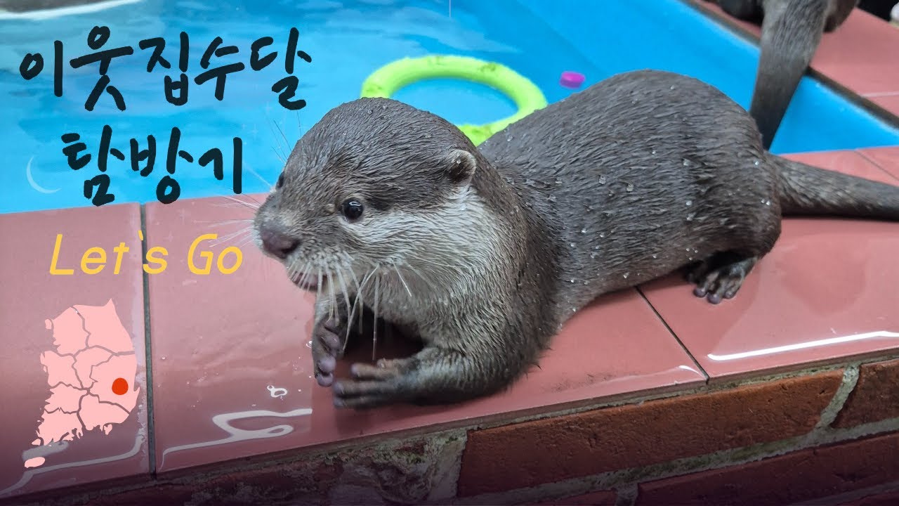 수달이랑 눈 마주쳤다…🐾 | 이웃집수달 | 경북경산 | 경산나들이 | 돌체모카라떼