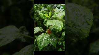 Download Lagu Surah Araf #suraharaf #surahalaaraaf #jummamubarak MP3