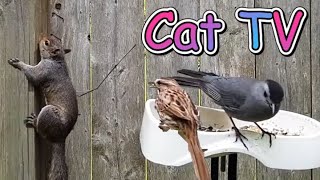 Bird Feeder Cam  TV for Cats to Watch featuring Song Sparrow Squirrel Cardinal and More