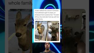 A Deer Walked Into A Store