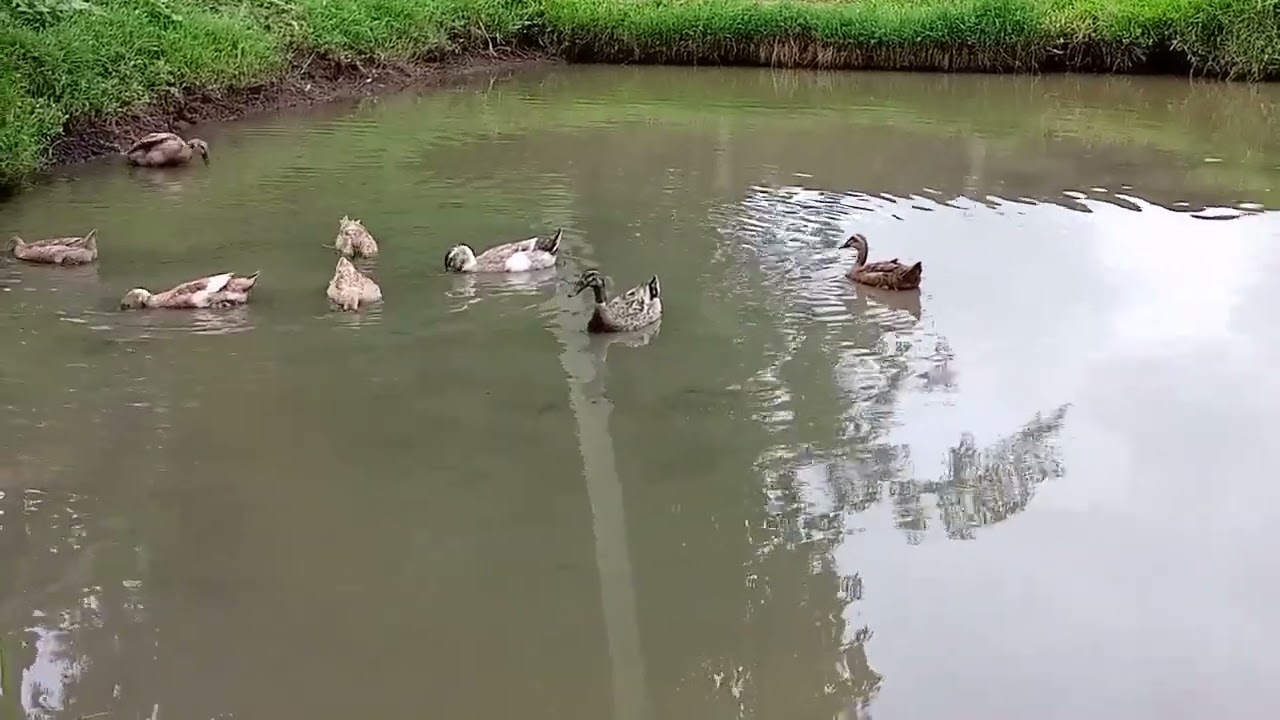Bebek main dikolam ikan
