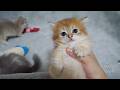 Here are some kittens who, before you know it, have started fighting with each other...