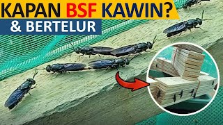Download lagu KAPAN LALAT BSF BERTELUR WAKTU JAM DAN BERAPA HARI?