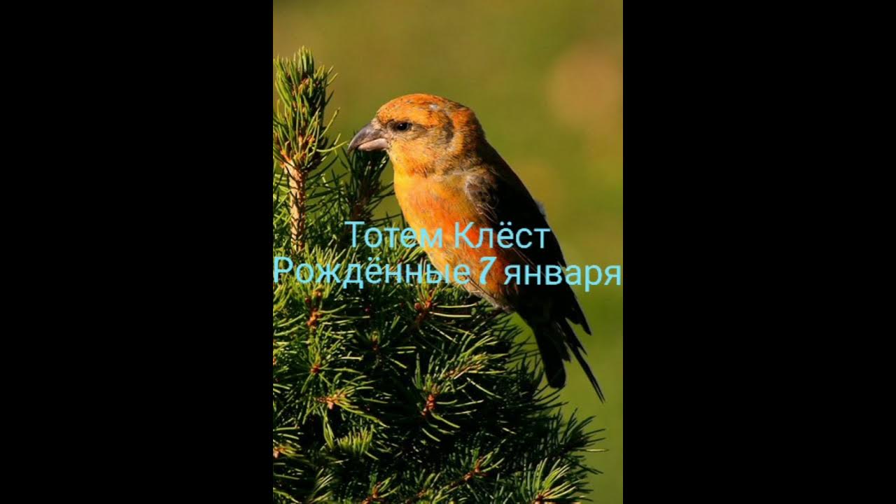 рождение иисуса христа в вертепе. рожились в овогоднююнорчь. 7 января рождество христово. рождественские молитвы. рождество рождение иисуса христа.