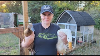 A Quick Way To Improve Your Duck Yard