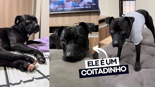 PROVAS DE QUE EU TENHO UM CACHORRO DA RAÇA ✨ TADINHO ✨