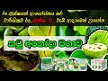 කටු අනෝදා වගාව | soursop cultivation