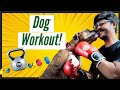 Dog workout at home  tire out your dog in 10 minutes hindi