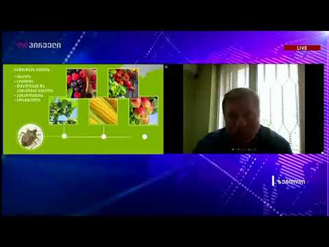 ზეციდან ფაროსანების წვიმა სამეგრელოში, აპოკალიფსური სურათი?