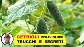 CETRIOLI come coltivarli, concimarli, annaffiarli, potarli e le malattie