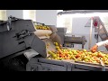 Завод по переработке фруктов и розливу фруктово-ягодных соков