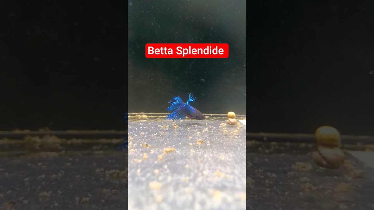 Betta Splendide