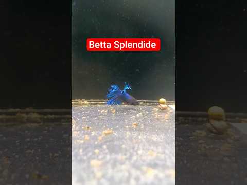 Betta Splendide