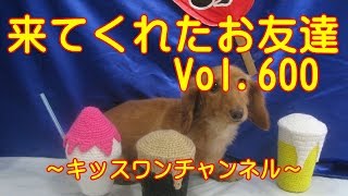 来てくれたお友達　Vol.600　1253 【イタグレ てんかん】