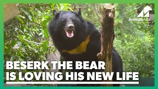 Recently rescued Beserk the Bear is loving his new life