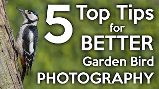 Top 5 tips for better garden bird photography
