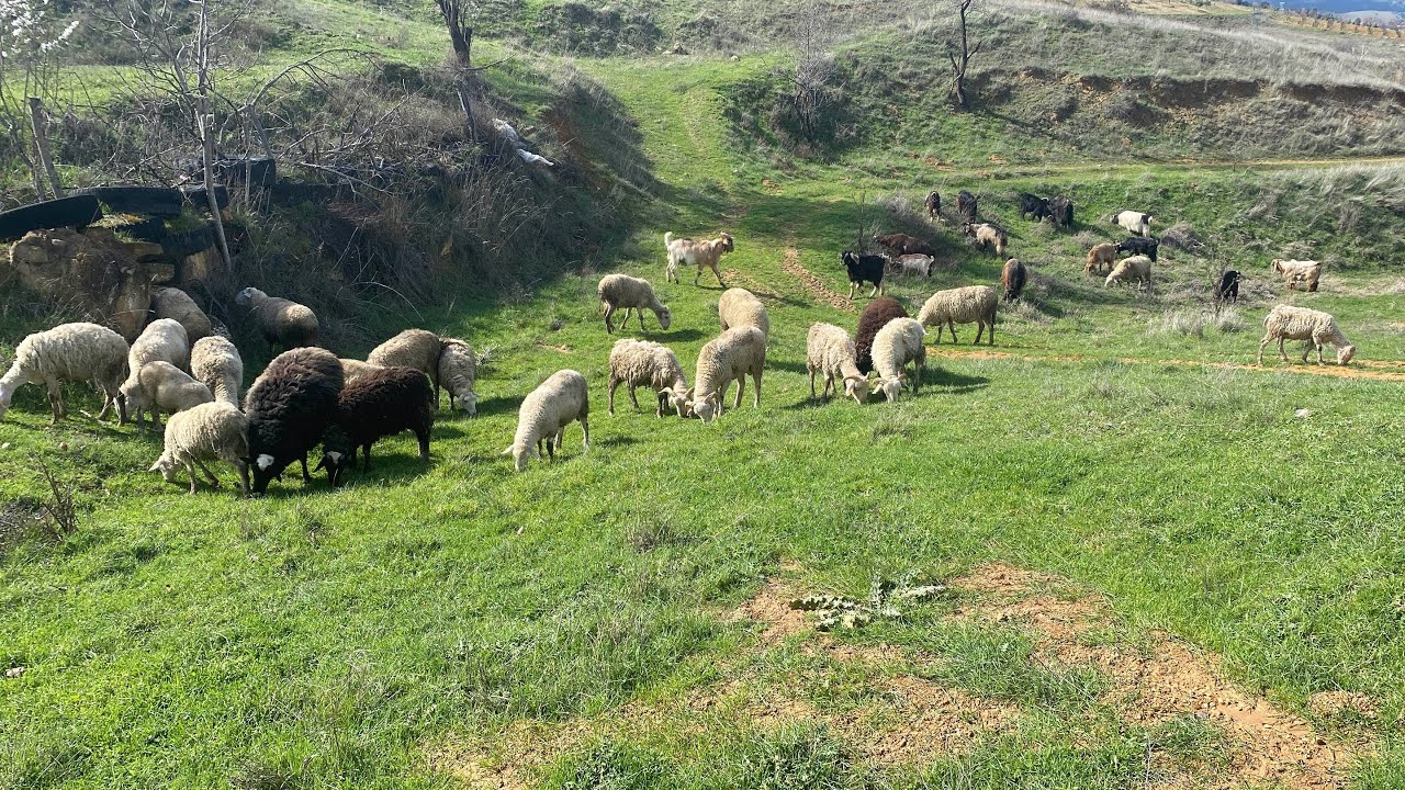 Kırsalda Bereket Köyde Hayvancılık 🐐🐑