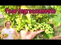 Fruttificazione Uva da Tavola [2×9] 🍇🍇🍇