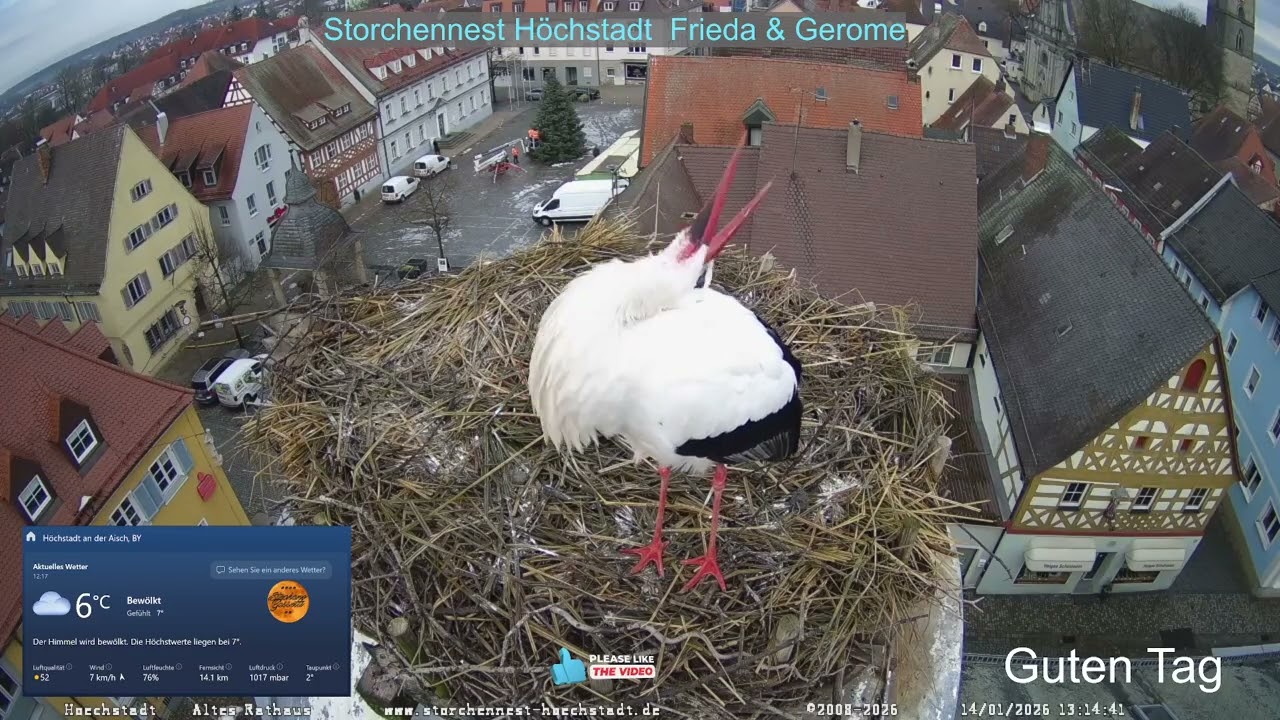2026 01 15 Storchennest Höchstadt, sie bessern schon das Nest aus und Gerome wollte schon mal, 😀😀