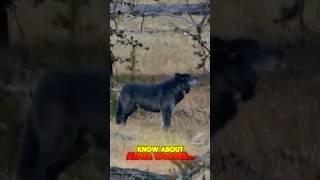 🔥 “The Truth About Alpha Wolves! 🐺⚡”