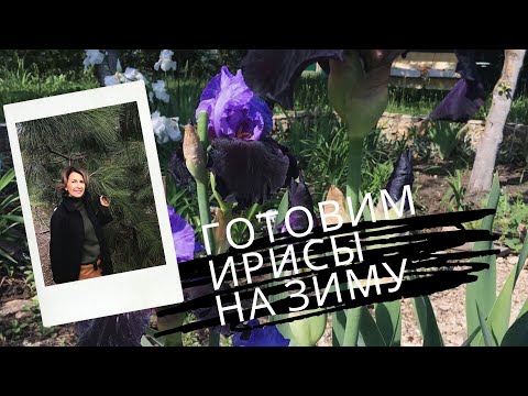 Как укрыть ирисы на зиму. Как укрыть ирисы на зиму