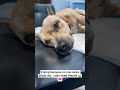He was found lying in the middle of the road—thin#dogrescue #doglife #dogsofyoutube #rescuedog