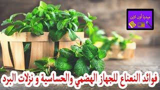 فوائد النعناع للجهاز الهضمي و الحساسية و نزلات البرد تعرف على التفاصيل