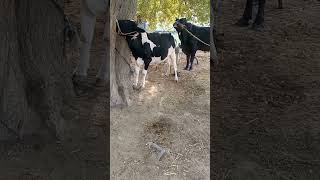 cow meeting first time | meeting | cow and Bul meeting 🐄🐂 | cow mating | buffalo mating