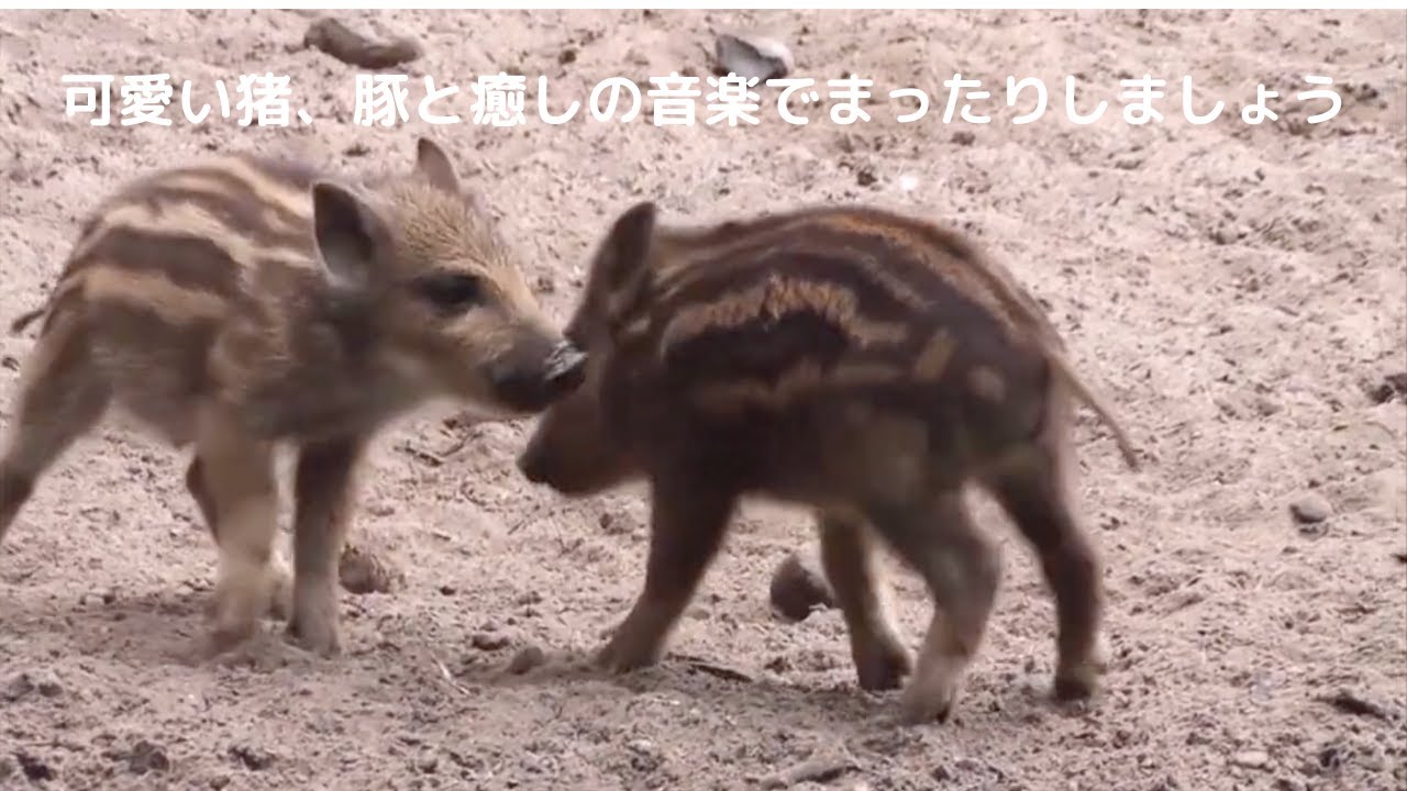 「可愛い動物シリーズ」cute boar,pig/healing music/可愛い猪、豚と癒しの音楽でまったりしましょう - YouTube