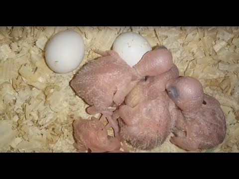НЕДЕЛЬНАЯ РАЗНИЦА ВЫЛУПИВШИХСЯ