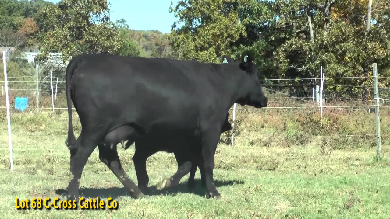 Lot 68 C Cross Cattle Co YouTube