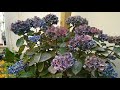 vlog 7 | Uk Diaries |Tour to Beautiful Orchid| Mesmerizing flowers & plants