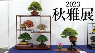 【盆栽】第31回秋雅展【Bonsai】Shohin Bonsai Exhibition