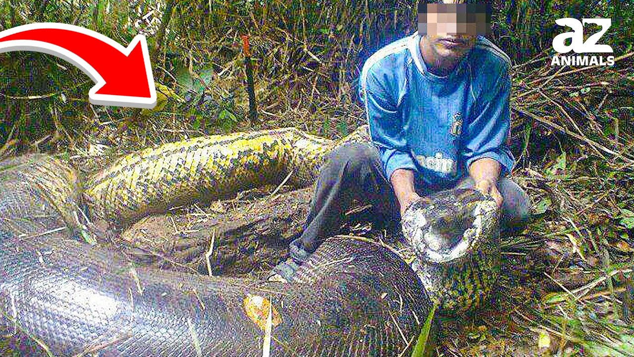 The Largest Venomous Snakes: King Cobra and Others